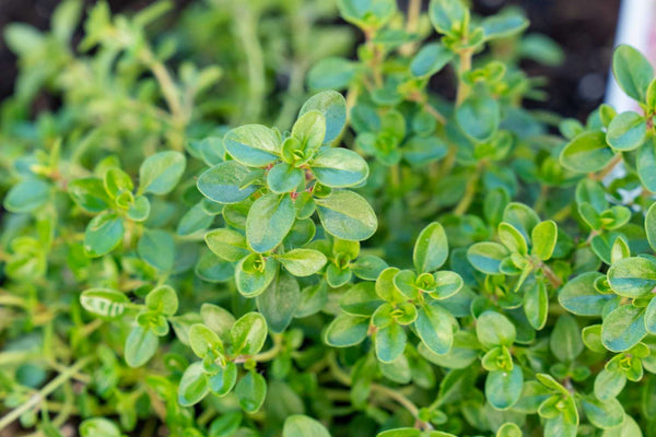 Thyme Extract