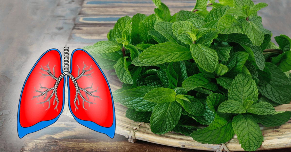 14 Plants To Clean Your Lungs And Stop The Coughing, Bronchitis, And Asthma