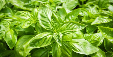 BASIL LEAVES WORK AS A CLEANING AGENT FOR YOUR LUNGS AND CAN HELP FIGHT VIRUSES AND INFECTIONS