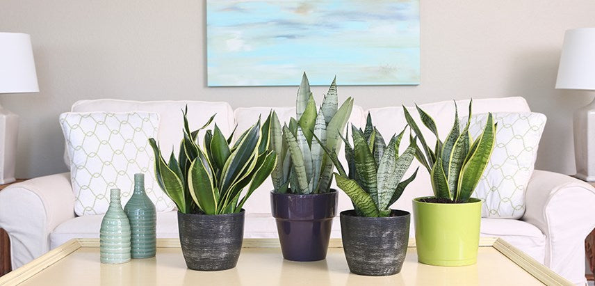 Can a Snake Plant Improve the Air Quality in Your Home?