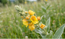 Mullein Leaf Extract