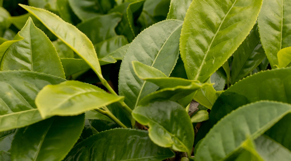 Valerian Extract (Root)